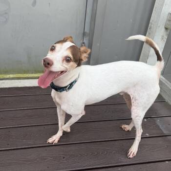Sushi -  Rat Terrier and Mixed Breed Dog for Adoption in New Orleans, Louisiana - Sushi | PetCurious