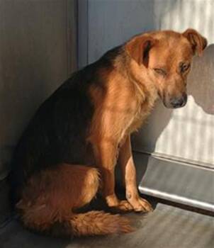 German Shepherd Dog Dogs Available for Adoption in Camarillo, California - JADA | PetCurious