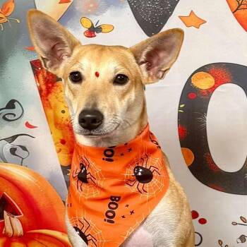 Canela (Cinnamon) - Sweetest girl -  Portuguese Podengo and Chihuahua Dog for Adoption - Canela (Cinnamon) - Sweetest Girl | PetCurious