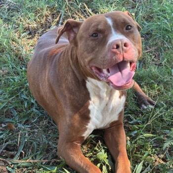 Rescue Rhodesian Ridgeback Dogs for Adoption in St. Louis, Missouri - Hayride | PetCurious