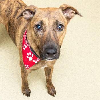 PEREGRINE -  Labrador Retriever and Plott Hound Dog for Adoption in St. Louis, Missouri - PEREGRINE | PetCurious