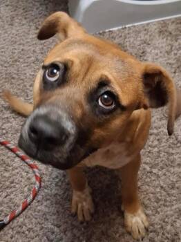 Rescue Boxer Dogs for Adoption in Albuquerque, New Mexico - Hope | PetCurious