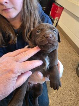 Labrador Retriever and Pit Bull Terrier Dogs Available for Adoption in Gold Beach, Oregon - Angus | PetCurious