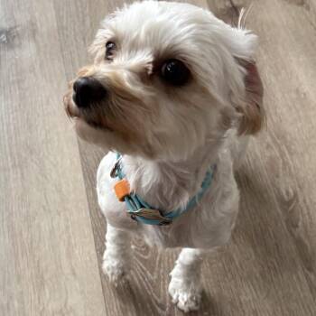 Jaida -  Yorkshire Terrier and Poodle Dog for Adoption in Idaho Falls, Idaho - Jaida | PetCurious