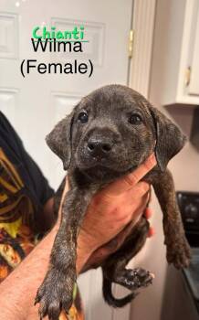 Chianti -  Terrier Dog for Adoption in Evansville, Indiana - Chianti | PetCurious