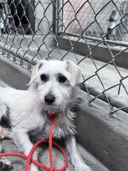 Rescue Terrier Dogs for Adoption in San Jose, California - Valley | PetCurious