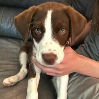 Betsy -  English Pointer and Mixed Breed Dog for Adoption in Columbia, Illinois - Betsy | PetCurious