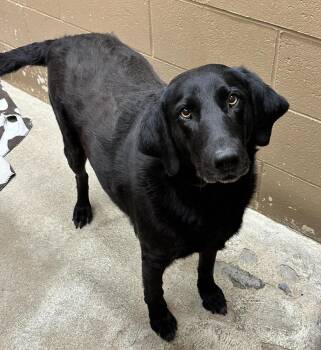 Black Labrador Retriever Dogs Available for Adoption - Lady | PetCurious
