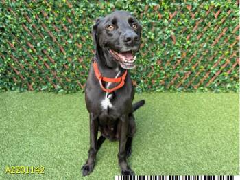 HERCULES -  Mixed Breed Dog for Adoption in West Palm Beach, Florida - HERCULES | PetCurious