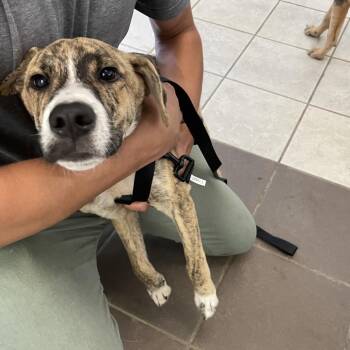 08/10/2026-Stray-ForrestRoad-2 -  Mixed Breed Dog for Adoption in Columbus, Georgia - 08/10/2026-Stray-ForrestRoad-2 | PetCurious