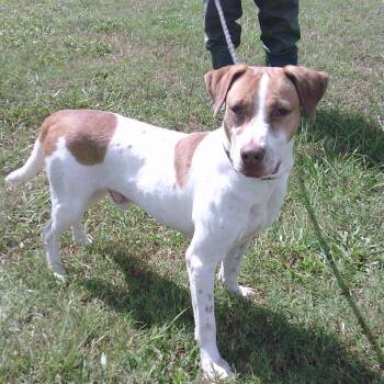 Chandler -  Mixed Breed Dog for Adoption in Buffalo, Minnesota - Chandler | PetCurious