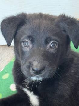 Labrador Retriever Dogs Available for Adoption in San Diego, California - Rosie