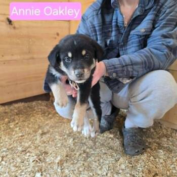 Shepherd Dogs Available for Adoption in Woodstock, Ontario - Annie Oakley | PetCurious
