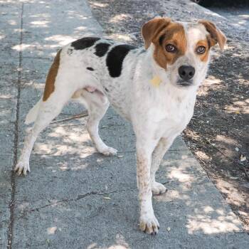FITZROY -  Australian Shepherd and Cattle Dog Dog for Adoption in Richmond, California - FITZROY | PetCurious