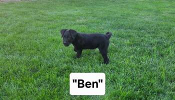 Ben -  Australian Cattle Dog Blue Heeler and Poodle Dog for Adoption in Midway, Utah - Ben | PetCurious