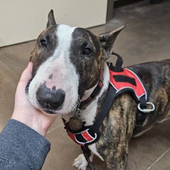 Rascal -  Bull Terrier and Mixed Breed Dog for Adoption in Flagstaff, Arizona - Rascal | PetCurious