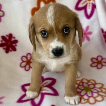 Handstand -  Corgi and Mixed Breed Dog for Adoption in Carencro, Louisiana - Handstand | PetCurious
