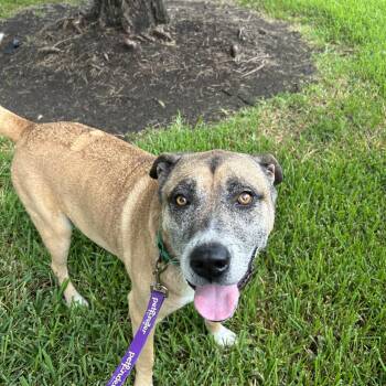 Mr. Teddy -  Boxer and Labrador Retriever Dog for Adoption in South Houston, Texas - Mr. Teddy | PetCurious