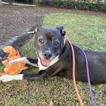 Rescue Mixed Breed Dogs for Adoption in Myrtle Beach, South Carolina - Snow White - 13 Yo Senior | PetCurious