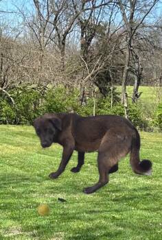 Catahoula Leopard Dog and Australian Cattle Dog Blue Heeler Dogs Available for Adoption in Harrodsburg, Kentucky - Harvey | PetCurious