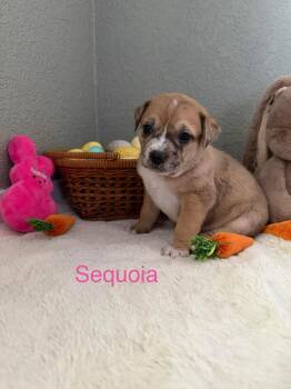 Pit Bull Terrier Dogs Available for Adoption - Sequoia | PetCurious