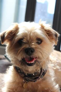 Tag -  Morkie Dog for Adoption in Oakville, Ontario - Tag | PetCurious
