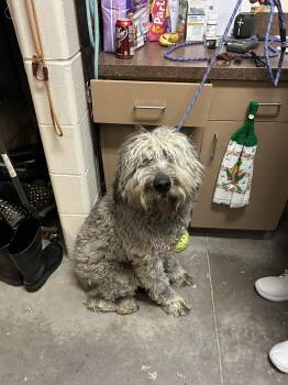 Poodle and Mixed Breed Dogs Available for Adoption - Slash | PetCurious