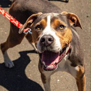Owen -  Terrier Dog for Adoption in Bloomfield, Connecticut - Owen | PetCurious