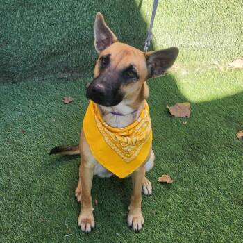 Jordan -  German Shepherd Dog Dog for Adoption in Oak Point, Texas - Jordan | PetCurious