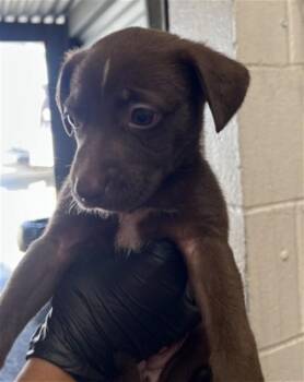 KELLY -  Pit Bull Terrier and Mixed Breed Dog for Adoption in San Bernardino, California - KELLY | PetCurious