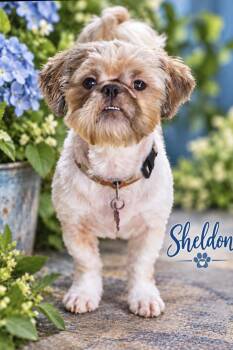 Sheldon -  Shih Tzu Dog for Adoption in Fairfield, Connecticut - Sheldon | PetCurious