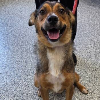 Rescue Australian Shepherd and Mixed Breed Dogs for Adoption in Kingman, Kansas - Minka | PetCurious