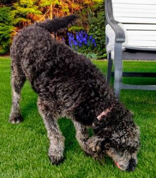Alamo-2yo Good Boy! -  Poodle and Labrador Retriever Dog for Adoption in Fort Myers, Florida - Alamo-2yo Good Boy! | PetCurious