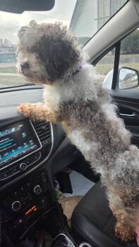 Poodle and Mixed Breed Dogs Available for Adoption - Dawson | PetCurious