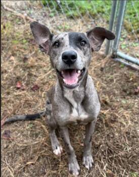 Stormy -  Catahoula Leopard Dog Dog for Adoption in Eutawville, South Carolina - Stormy | PetCurious