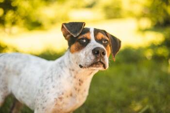 Skipper -  Mixed Breed Dog for Adoption in Gradyville, Kentucky - Skipper | PetCurious