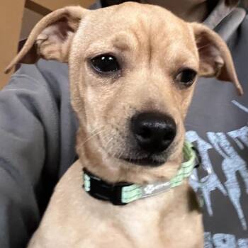 Oatmeal -  Mixed Breed Dog for Adoption in Madison, Wisconsin - Oatmeal | PetCurious