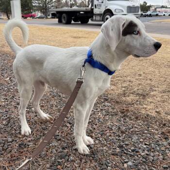 250 (2026) Charlie -  Catahoula Leopard Dog and Mixed Breed Dog for Adoption in Parker, Colorado - 250 (2026) Charlie | PetCurious