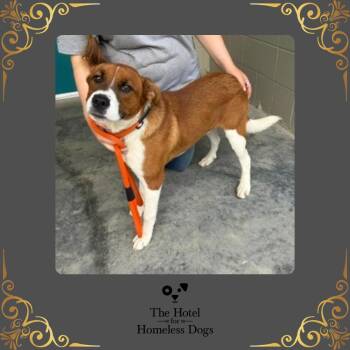 Kris -  Labrador Retriever and Terrier Dog for Adoption in Cumberland, Rhode Island - Kris | PetCurious