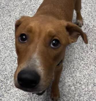 Rusty -  Labrador Retriever Dog for Adoption in Golden, Colorado - Rusty | PetCurious
