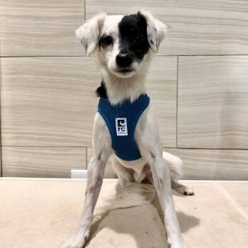 Clyde -  Terrier Dog for Adoption in Cedar Park, Texas - Clyde | PetCurious