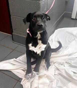 Mixed Breed Dogs Available for Adoption in Nashville, Tennessee - Ruckus | PetCurious