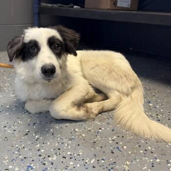 TUSC-Stray-85846_2 -  Collie Dog for Adoption in Tuscaloosa, Alabama - TUSC-Stray-85846_2 | PetCurious