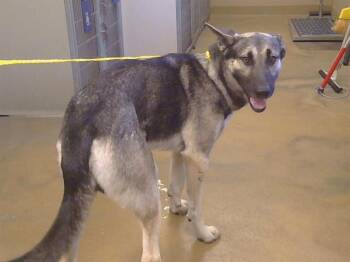 CHIEF -  German Shepherd Dog Dog for Adoption in Sacramento, California - CHIEF | PetCurious