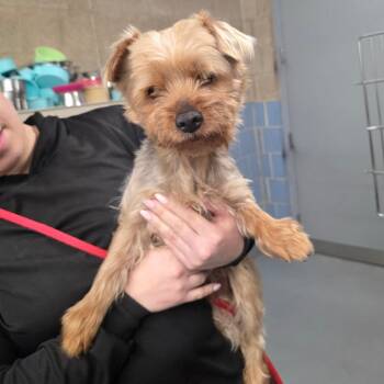 Rescue Yorkshire Terrier Dogs for Adoption in Chicago, Illinois - Triceratops | PetCurious