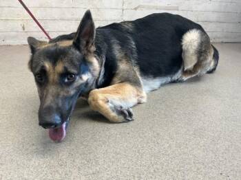 FAYE -  German Shepherd Dog Dog for Adoption in San Bernardino, California - FAYE | PetCurious