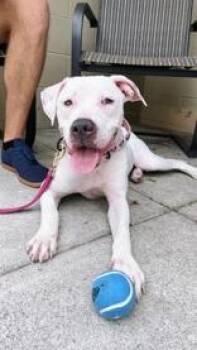 Pie Baby -  Mixed Breed Dog for Adoption in Cincinnati, Ohio - Pie Baby | PetCurious