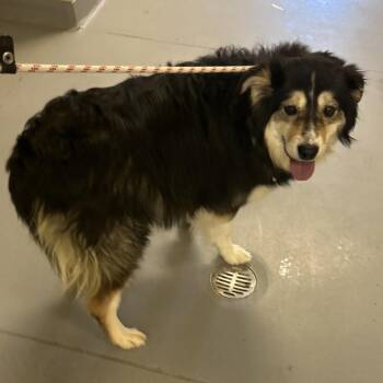 Mixed Breed Dogs Available for Adoption - Kelso | PetCurious