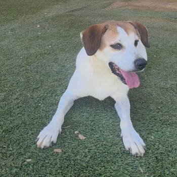 Roxanne 6677 -  Labrador Retriever and Mixed Breed Dog for Adoption in Loxahatchee Groves, Florida - Roxanne 6677 | PetCurious