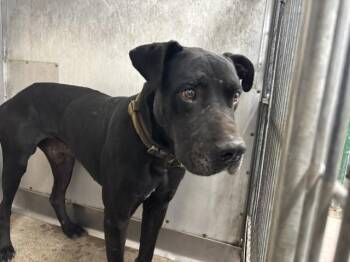 FFOKCAB -  Cane Corso Dog for Adoption in San Bernardino, California - FFOKCAB | PetCurious
